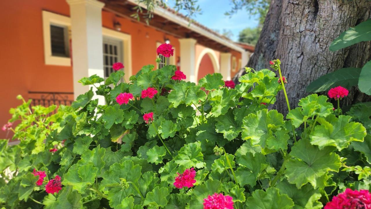 Aristea Studios Kato Korakiana Luaran gambar